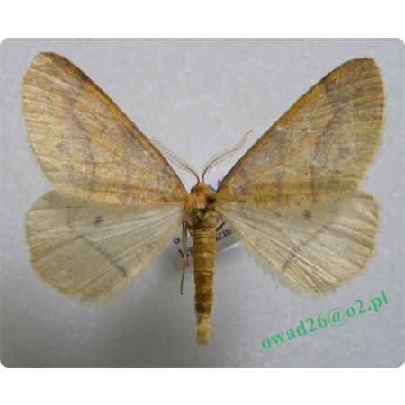 Agriopis aurantiaria (Hübner, 1799) male Zimowek pozłotnik